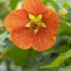 Abutilon-Hybrid (Abutilon)