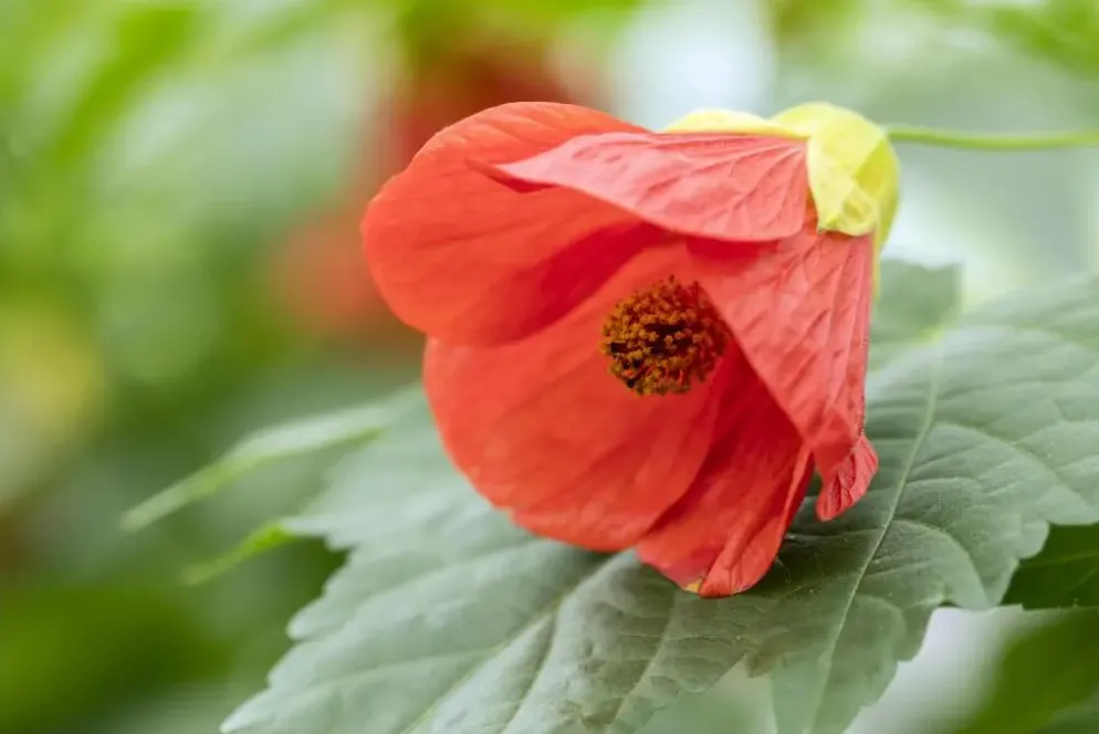 Abutilon-Hybrid (Abutilon)