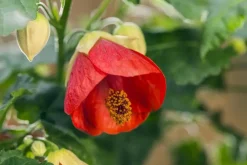 Abutilon-Hybrid (Abutilon)