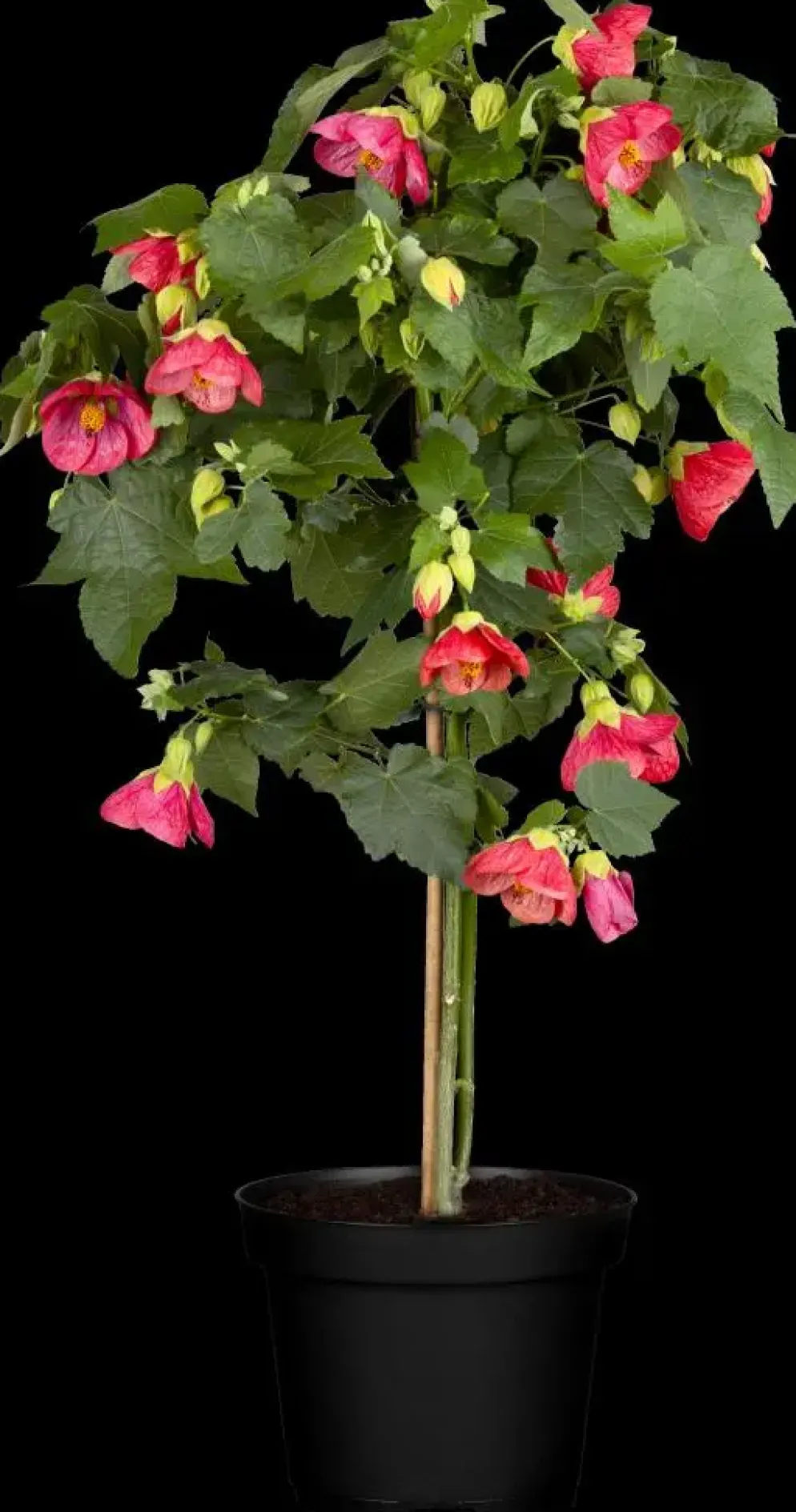Abutilon-Hybrid (Abutilon)