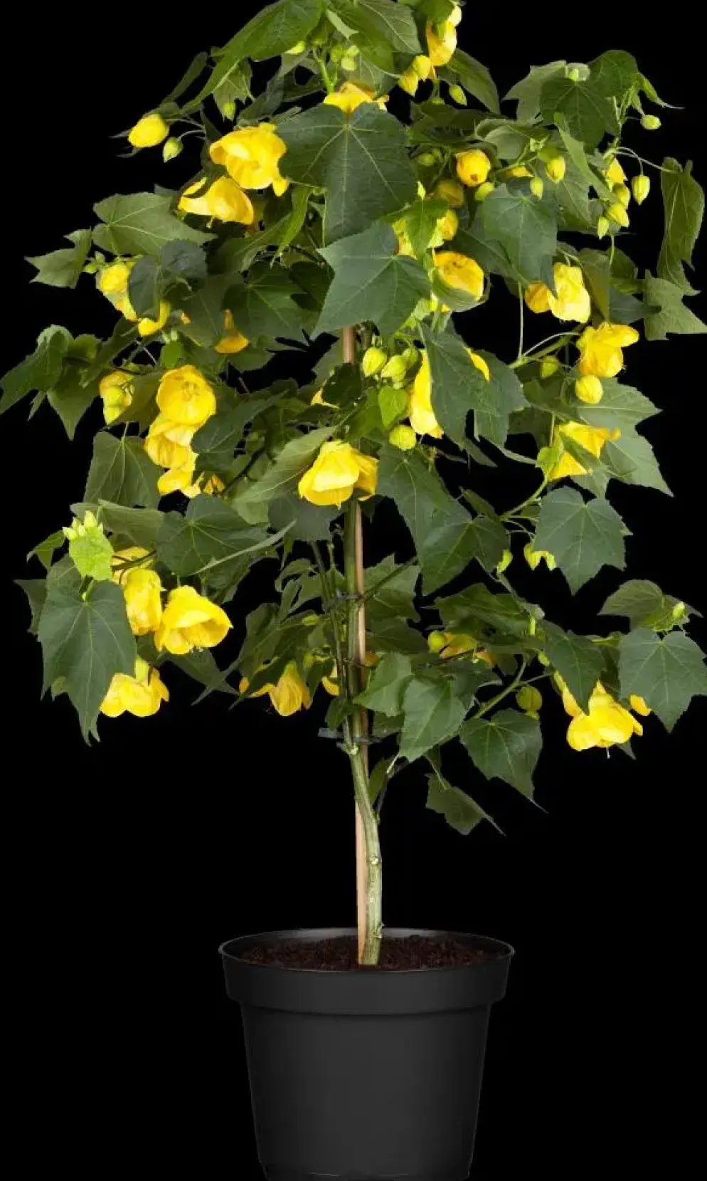 Abutilon-Hybrid (Abutilon)