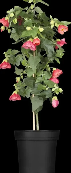 Abutilon-Hybrid (Abutilon)