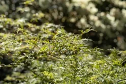 Acer (Esdoorn)