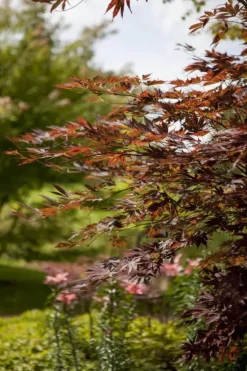 Acer (Esdoorn)