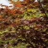 Acer (Esdoorn)