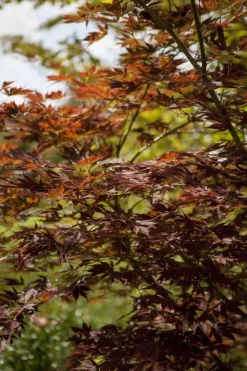 Acer (Esdoorn)