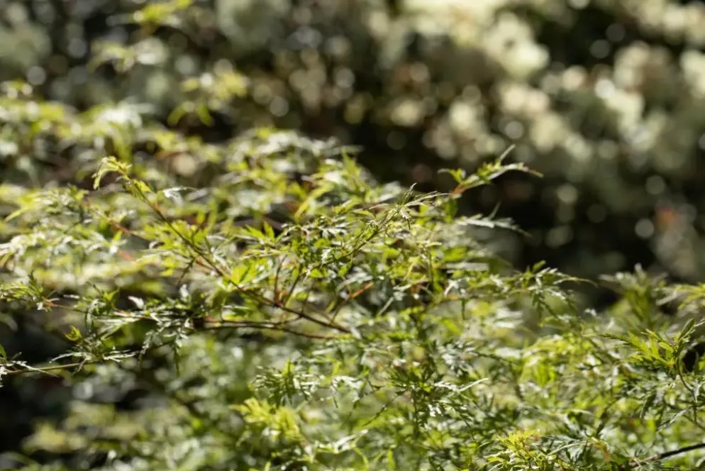 Acer (Esdoorn)