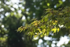 Acer (Esdoorn)