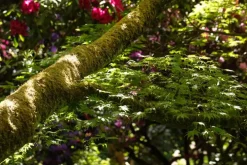 Acer (Esdoorn)
