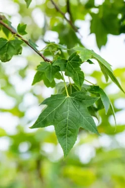 Acer (Esdoorn)