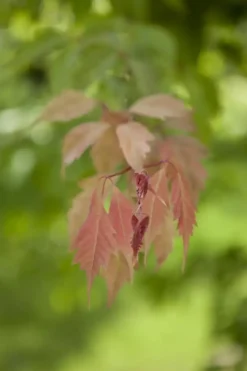 Acer (Esdoorn)