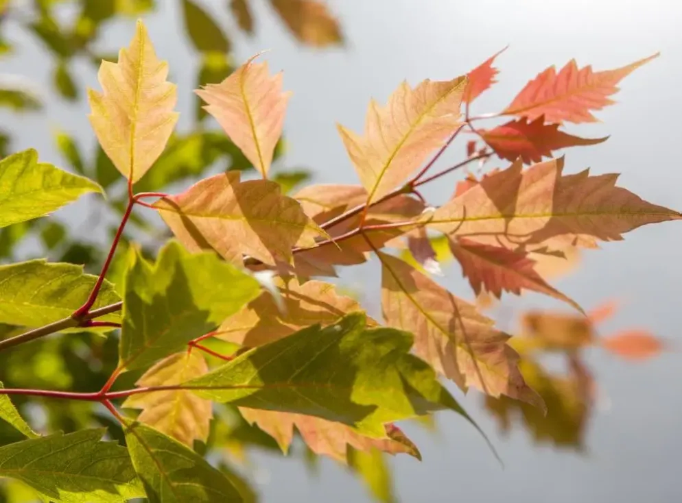 Acer (Esdoorn)