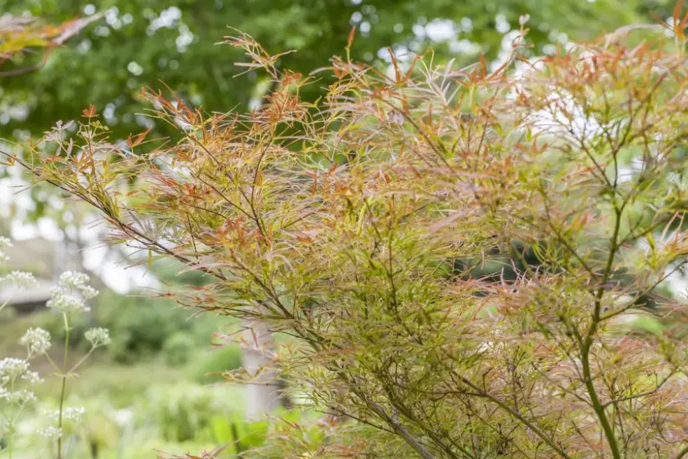 Acer (Esdoorn)