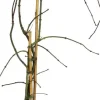 Acer palmatum 'Dissectum Garnet' (Japanse esdoorn 'Dissectum Garnet')