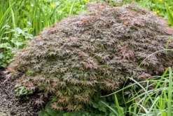 Acer palmatum 'Dissectum Garnet' (Japanse esdoorn 'Dissectum Garnet')
