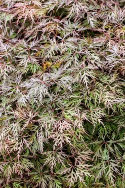 Acer palmatum 'Dissectum Garnet' (Japanse esdoorn 'Dissectum Garnet')