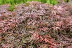 Acer palmatum 'Dissectum Garnet' (Japanse esdoorn 'Dissectum Garnet')