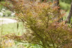 Acer palmatum 'Dissectum Garnet' (Japanse esdoorn 'Dissectum Garnet')