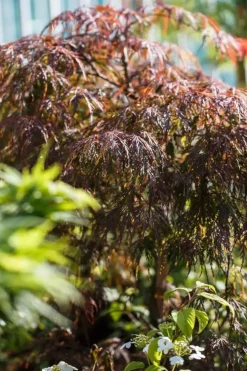 Acer palmatum 'Dissectum Garnet' (Japanse esdoorn 'Dissectum Garnet')