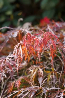 Acer palmatum 'Dissectum Garnet' (Japanse esdoorn 'Dissectum Garnet')