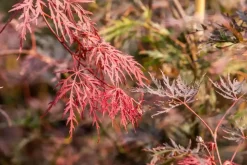 Acer palmatum 'Dissectum Garnet' (Japanse esdoorn 'Dissectum Garnet')