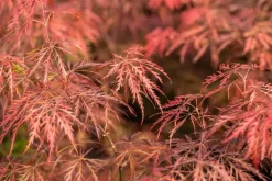 Acer palmatum 'Dissectum Garnet' (Japanse esdoorn 'Dissectum Garnet')