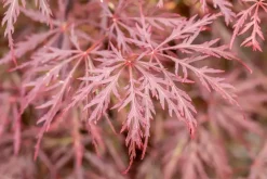 Acer palmatum 'Dissectum Garnet' (Japanse esdoorn 'Dissectum Garnet')