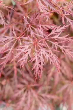 Acer palmatum 'Dissectum Garnet' (Japanse esdoorn 'Dissectum Garnet')