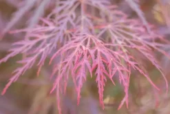 Acer palmatum 'Dissectum Garnet' (Japanse esdoorn 'Dissectum Garnet')