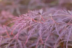 Acer palmatum 'Dissectum Garnet' (Japanse esdoorn 'Dissectum Garnet')