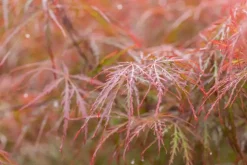Acer palmatum 'Dissectum Garnet' (Japanse esdoorn 'Dissectum Garnet')