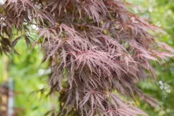 Acer palmatum 'Dissectum Garnet' (Japanse esdoorn 'Dissectum Garnet')