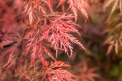 Acer palmatum 'Dissectum Garnet' (Japanse esdoorn 'Dissectum Garnet')