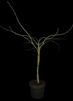 Acer palmatum 'Dissectum Garnet' (Japanse esdoorn 'Dissectum Garnet')