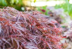 Acer palmatum 'Dissectum Garnet' (Japanse esdoorn 'Dissectum Garnet')