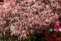 Acer palmatum 'Dissectum Garnet' (Japanse esdoorn 'Dissectum Garnet')
