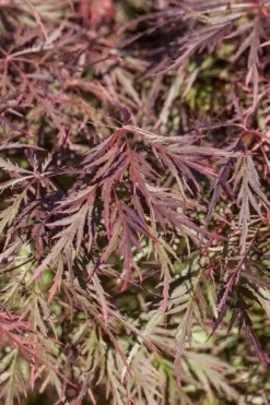 Acer palmatum 'Dissectum Garnet' (Japanse esdoorn 'Dissectum Garnet')