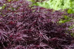 Acer palmatum 'Dissectum Garnet' (Japanse esdoorn 'Dissectum Garnet')
