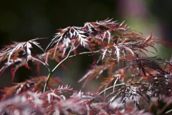 Acer palmatum 'Dissectum Garnet' (Japanse esdoorn 'Dissectum Garnet')