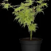 Acer palmatum 'Dissectum Viridis' (Japanse esdoorn 'Dissectum Viridis')