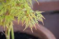 Acer palmatum 'Dissectum Viridis' (Japanse esdoorn 'Dissectum Viridis')