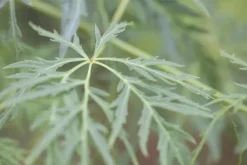 Acer palmatum 'Dissectum Viridis' (Japanse esdoorn 'Dissectum Viridis')