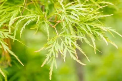Acer palmatum 'Dissectum Viridis' (Japanse esdoorn 'Dissectum Viridis')
