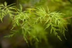 Acer palmatum 'Emerald Lace' (Japanse esdoorn 'Emerald Lace')