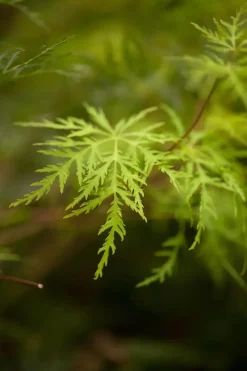 Acer palmatum 'Emerald Lace' (Japanse esdoorn 'Emerald Lace')