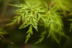 Acer palmatum 'Emerald Lace' (Japanse esdoorn 'Emerald Lace')