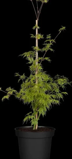 Acer palmatum 'Emerald Lace' (Japanse esdoorn 'Emerald Lace')