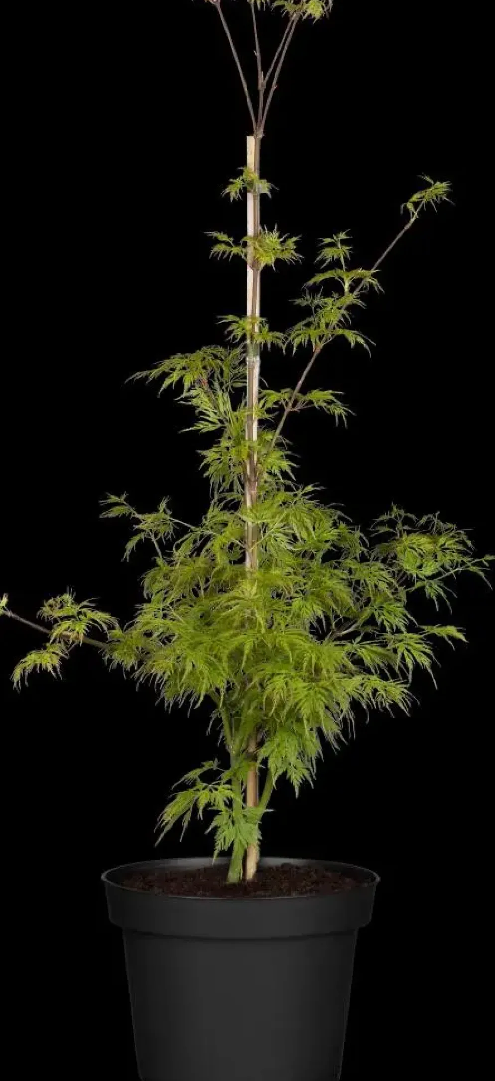 Acer palmatum 'Emerald Lace' (Japanse esdoorn 'Emerald Lace')