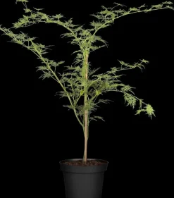 Acer palmatum 'Emerald Lace' (Japanse esdoorn 'Emerald Lace')