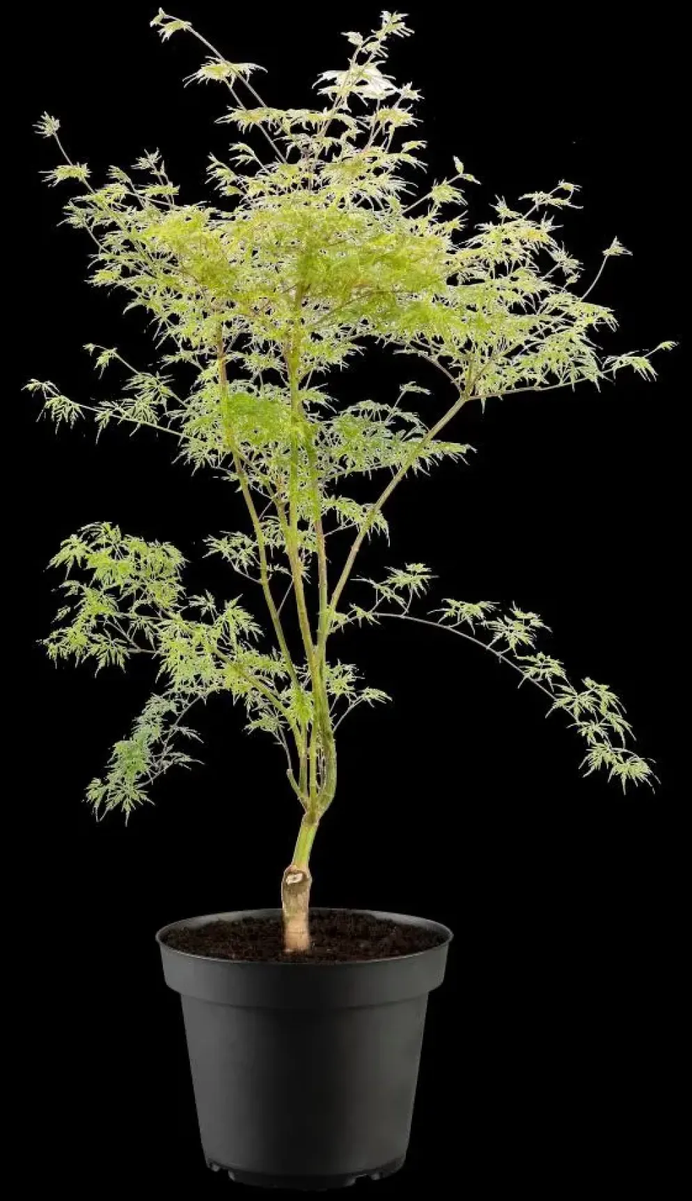 Acer palmatum 'Emerald Lace' (Japanse esdoorn 'Emerald Lace')